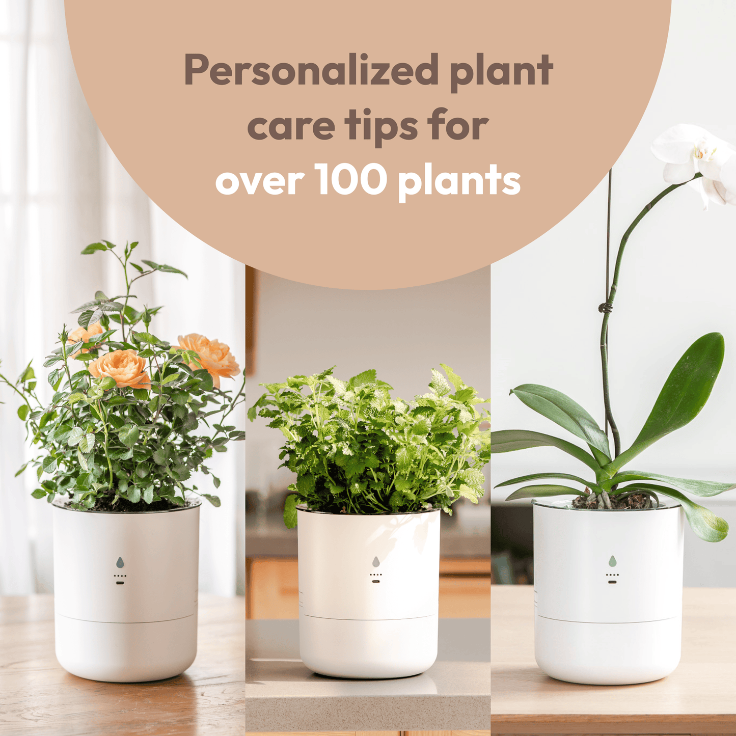 LeafyPod Planter (No Bridge Included)